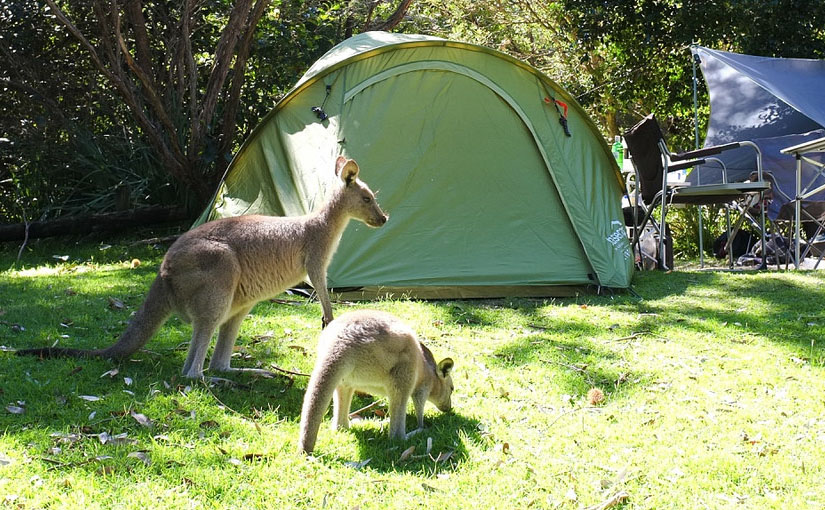wildlife-camping-australia