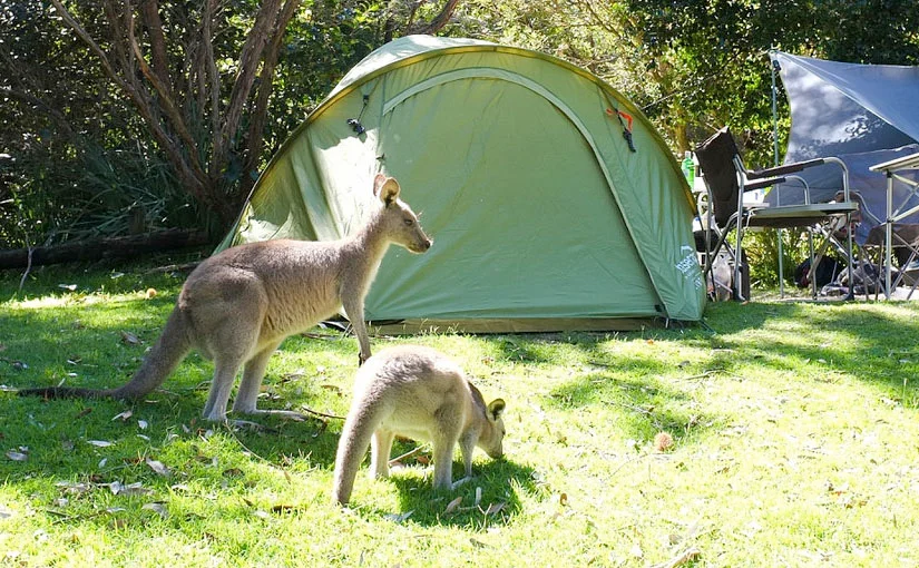 Wildlife Encounters While Camping In Australia