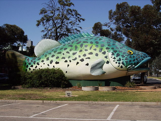 640px-Big_MurrayCod_SwanHill.jpg